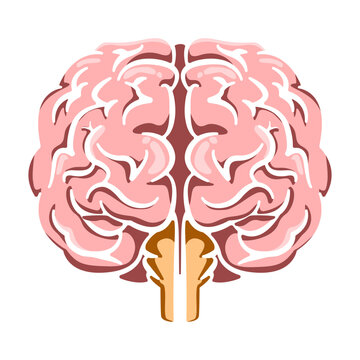 Front view colorful illustration of human brain hemispheres, highlighting anatomy, intelligence, and cognitive functions.