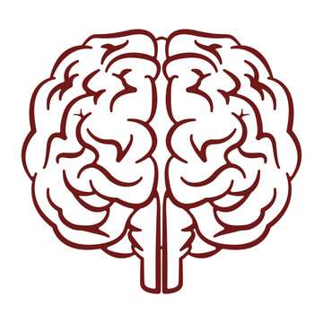 Minimal line art outline of human brain hemispheres from the front view, perfect for medical, educational, or simple logo designs.