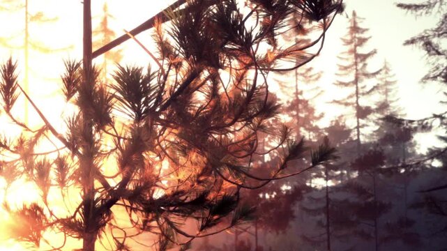 Morning light dances through the branches of pine trees, casting a warm glow over the serene forest. Soft hues of orange and gold create a peaceful atmosphere, inviting reflection and tranquility.