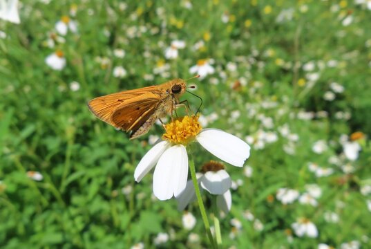 Skipper butterfly on butterfly on spanish needles flower in Florida nature, closeup