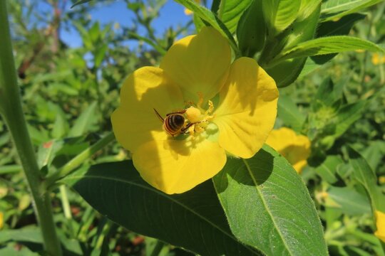 Yellow Ludwigia flowers in the garden