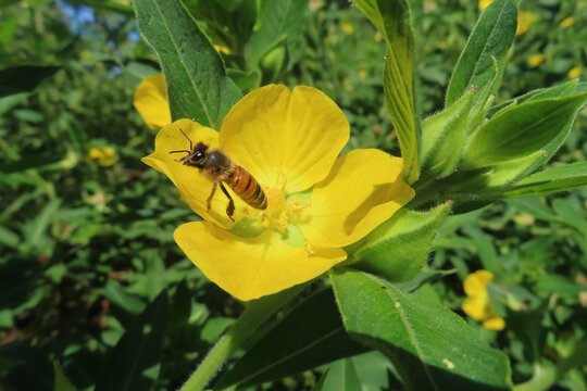 Yellow Ludwigia flowers in Florida nature, closeup