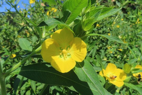 Yellow Ludwigia flowers in Florida nature