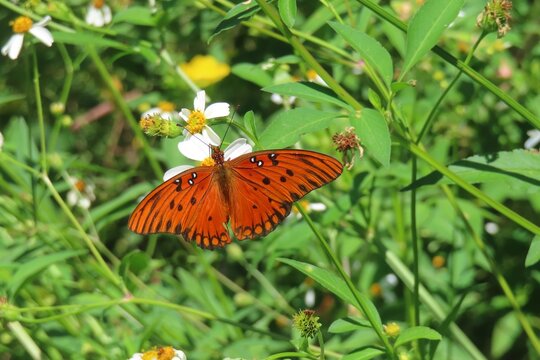 Gulf fritillary butterfly on spanish needles flowers in Florida nature, closeup