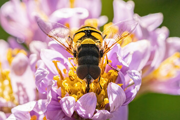 Striped insect on purple flowers © Xstoria