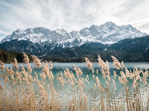 Scenic View of Eibsee Lake with Zugspitze Mountains and Golden Reeds