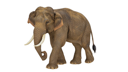 Obraz premium 3D rendered elephant walking in a simple clear scene