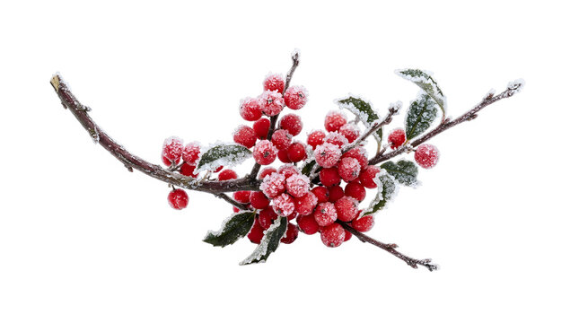 A sprig of red winter berries covered in frost on a plain white background, studio light, photorealistic, no text.