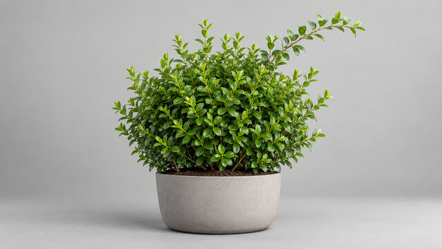 Trimmed privet hedge in planter, garden retail and landscaping concept