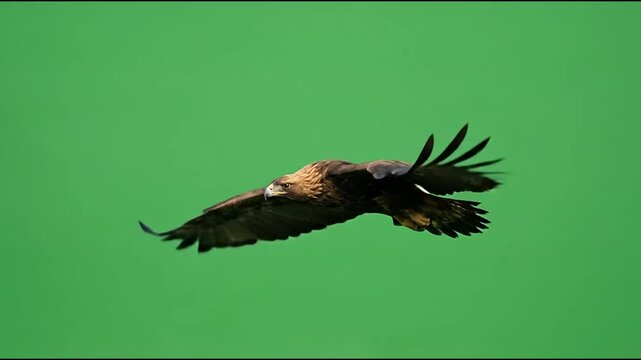 Golden Eagle Flying Isolated on Green Screen Chroma Key Background