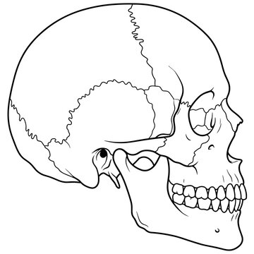 Human Skull Anatomy Side View Line Drawing