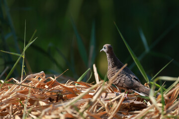 Fototapeta premium Zebra dove standing among dry grass in warm natural sunlight.