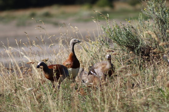 aves patag&oacute;nicas