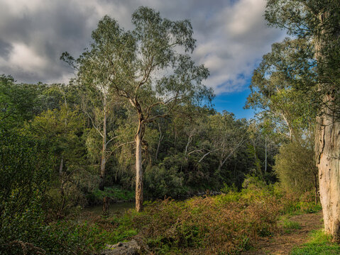  Lush Growth Along The River
