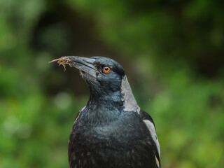 Obraz premium Young Australian Magpie Head Up
