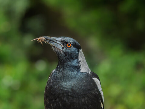 Young Australian Magpie Head Up