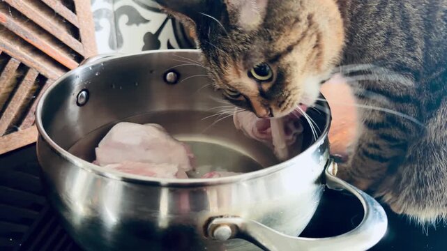 Mischievous tabby cat chewing delicious chicken from a cooking pot on kitchen countertop. Cute domestic pet stealing meat food at home interior with beautiful pattern tile background, animal thief