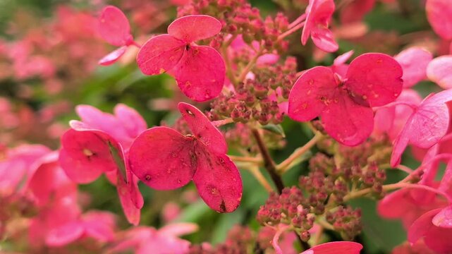 Pink red hydrangea flowers blooming in garden, static close up macro shot showing detailed petals and autumn floral foliage for botanical backgrounds and gardening content.