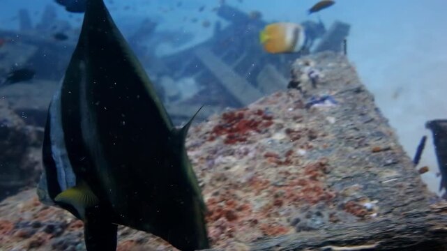 Spadefish foraging on rocky seafloor debris
