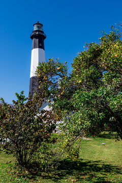 The black-and-white Tybee Island lighthouse rises above fruit-bearing trees beneath a deep blue sky.