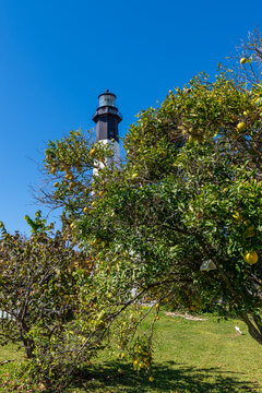 The black-and-white Tybee Island lighthouse rises above fruit-bearing trees beneath a deep blue sky.