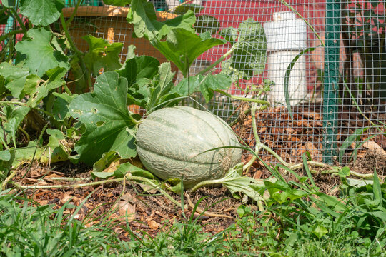 A variety of cantaloupe grows vines along the ground with large leaves and climbing tendrils, with an engorged fruit growing on top of. mulch in the early stage ripening
