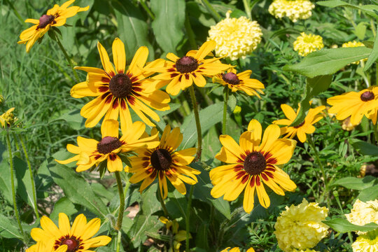 Black Eyed Susan the state flower of Maryland, blooms in a suburban garden plated in the ground with its bright yellow orange petals and dark center it signals spring in the mid atlantic