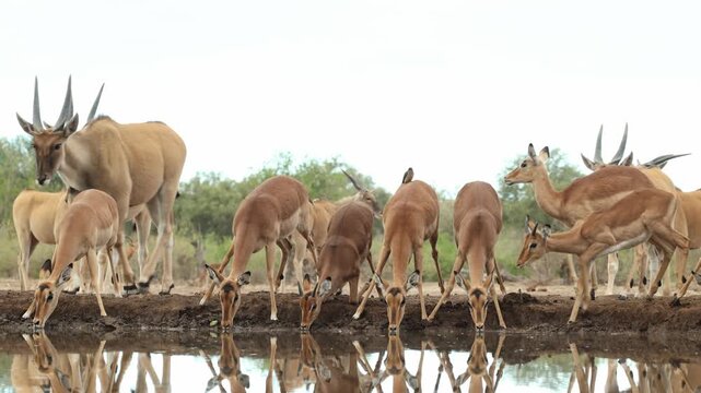 A group of impalas drinks at a waterhole in Mashatu Game Reserve, Botswana, when a herd of eland approaches from behind.