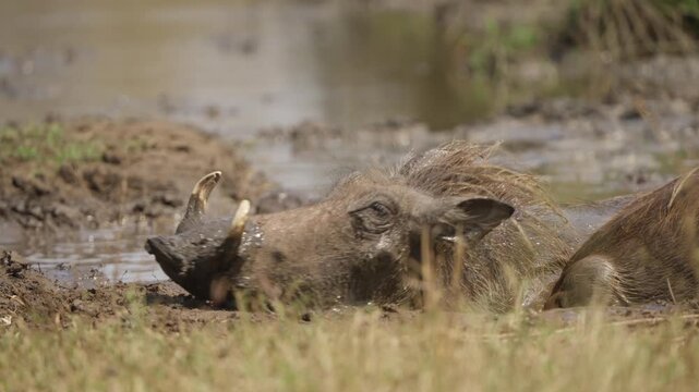 Warthog wallowing in mud at a watering hole, rolling and resting contentedly in slow motion. Wildlife behavior in Kruger National Park, South Africa savanna habitat.