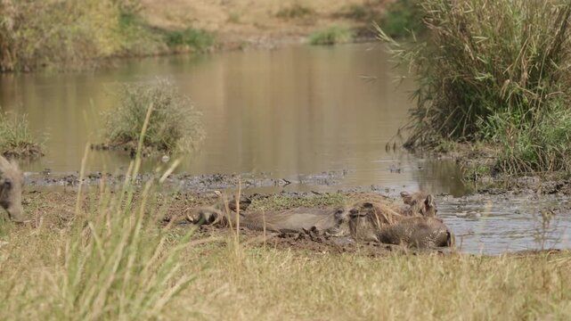 Warthogs wallow in a muddy watering hole in Kruger National Park, South Africa. Slow motion shows three pigs relaxing in mud as a fourth walks in grazing to join them.