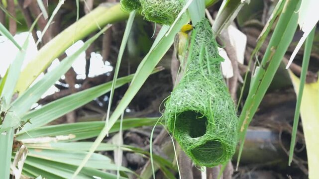 Baya Weaver Strengthening Nest with Long Grass Fibers
