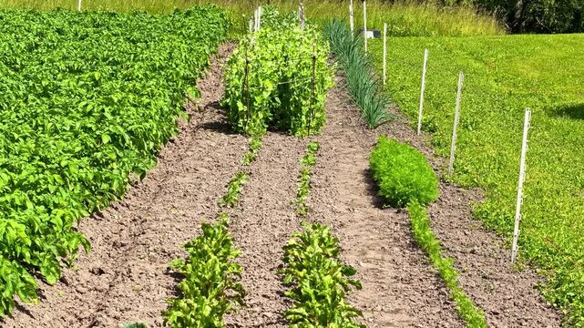Organic vegetables like potatoes, beans, onions, and cabbages flourishing in a home garden