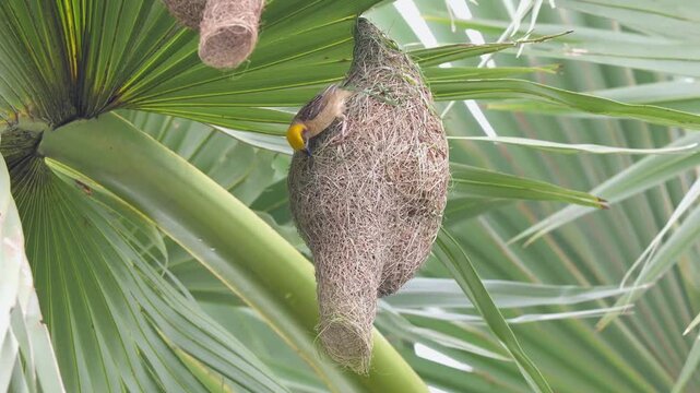 Baya Weaver Strengthening a Completed Nest with Fresh Grass