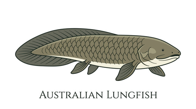 Detailed Illustration of a Prehistoric Australian Lungfish Depicting Natural Anatomy and Aquatic Wildlife Characteristics for Educational Biology Studies