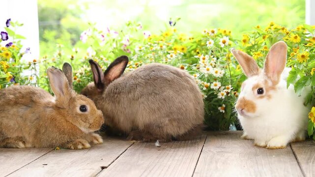 Title	
Group of adorable baby rabbits sitting in a row on green grass. Cute fluffy newborn bunnies lined up on a green lawn outdoors. Side view of lovely baby rabbit resting together on a sunny day. 