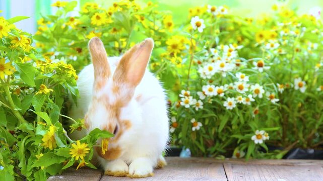 Title	
Group of adorable baby rabbits sitting in a row on green grass. Cute fluffy newborn bunnies lined up on a green lawn outdoors. Side view of lovely baby rabbit resting together on a sunny day. 
