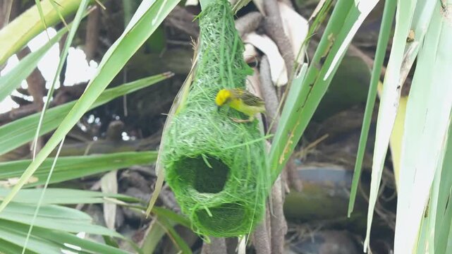 Baya Weaver Weaving Nest from Outside to Inside