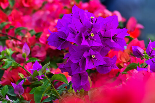 Red and purple Bougainvillea flowers background, bunga Bougenville merah dan ungu asia. Pink. purple, voilet, lilac. close up view. Bougenville flowers are also called paper flowers