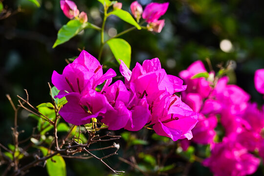 Red Bougainvillea flowers background, bunga Bougenville merah  asia. Pink.  close up view. Bougenville flowers are also called paper flowers 