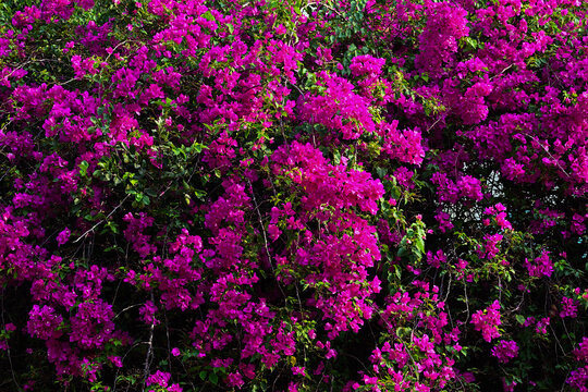 Pink Bougainvillea flowers background, bunga Bougenville  asia. Purple, voilet. Bougenville flowers are also called paper flowers 