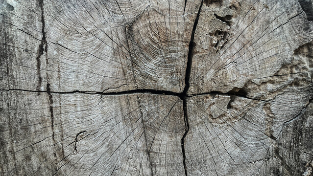 Processed collage of cracked wooden log surface texture. Background for banner, backdrop or texture for 3D mapping. Top view, high angle, above. Black, dark. White. backgrounds. Copy space. side, 