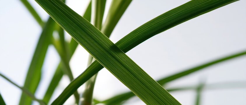Green grass blades with parallel veins