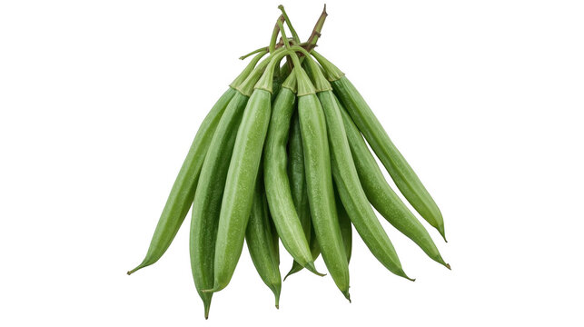 Fresh green beans hanging from stems on transparent background with natural lighting.