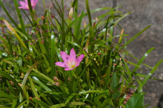 Beautiful pink rain lily (Zephyranthes) flower blooming in a green grass field.