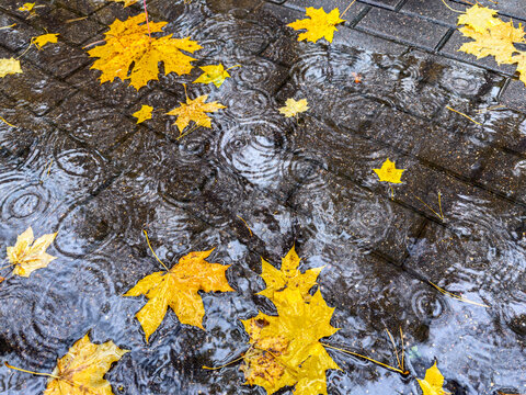fallen yellow maple leaves float in dark water during autumn rainy weather.