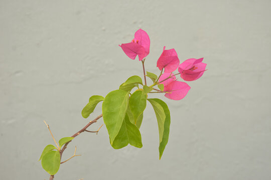 Pink bougainvillea flower stem with green leaves on grey background