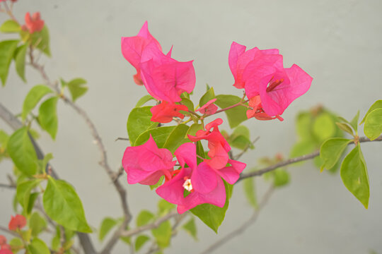 Vibrant pink bougainvillea flowers blooming with green leaves