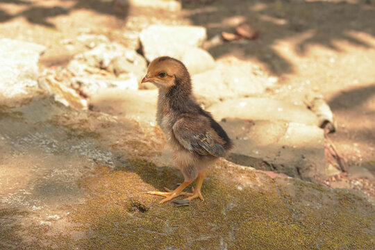 Cute small baby chick standing outdoors on sunny ground