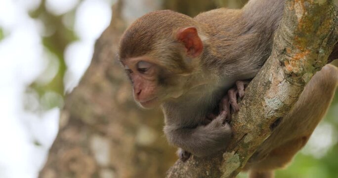 Close up video of a macaque monkey sitting on a tree branch, looking around its natural habitat in an outdoor forest.
