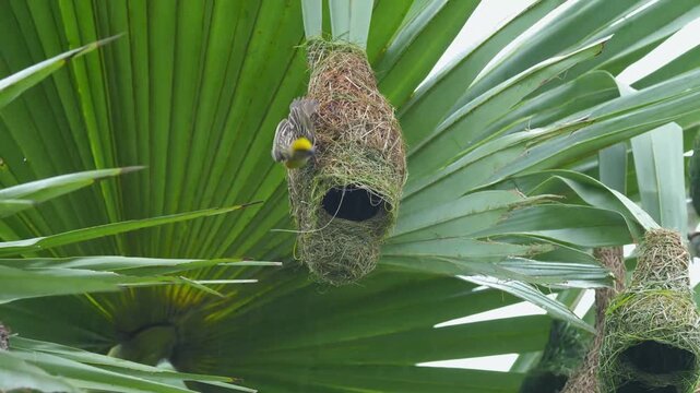 Baya Weaver Building the Entrance of an Accepted Nest
